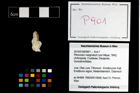Foto (Objekt + Etikett) von Pithonoton marginatum (von Meyer, 1842)  (NHMW-GEO-2014-0194-0901)